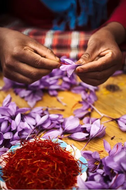 RED colours of Morocco : Saffron of Taliouine 2